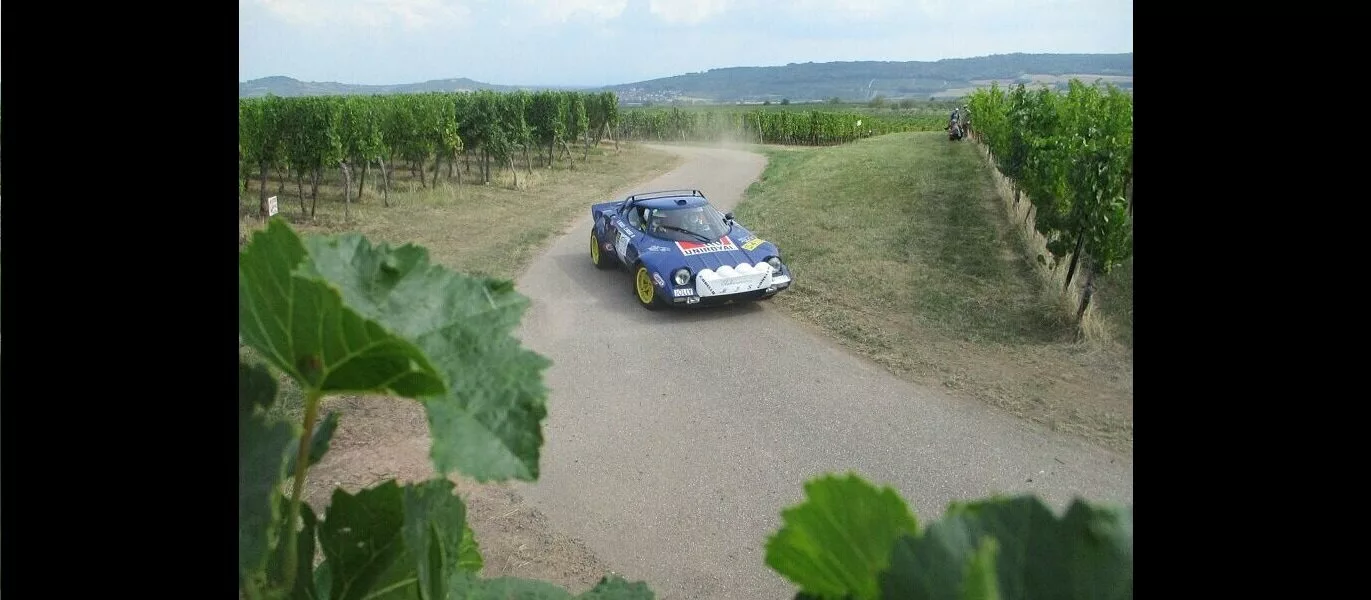 Du barouf dans le vignoble alsacien